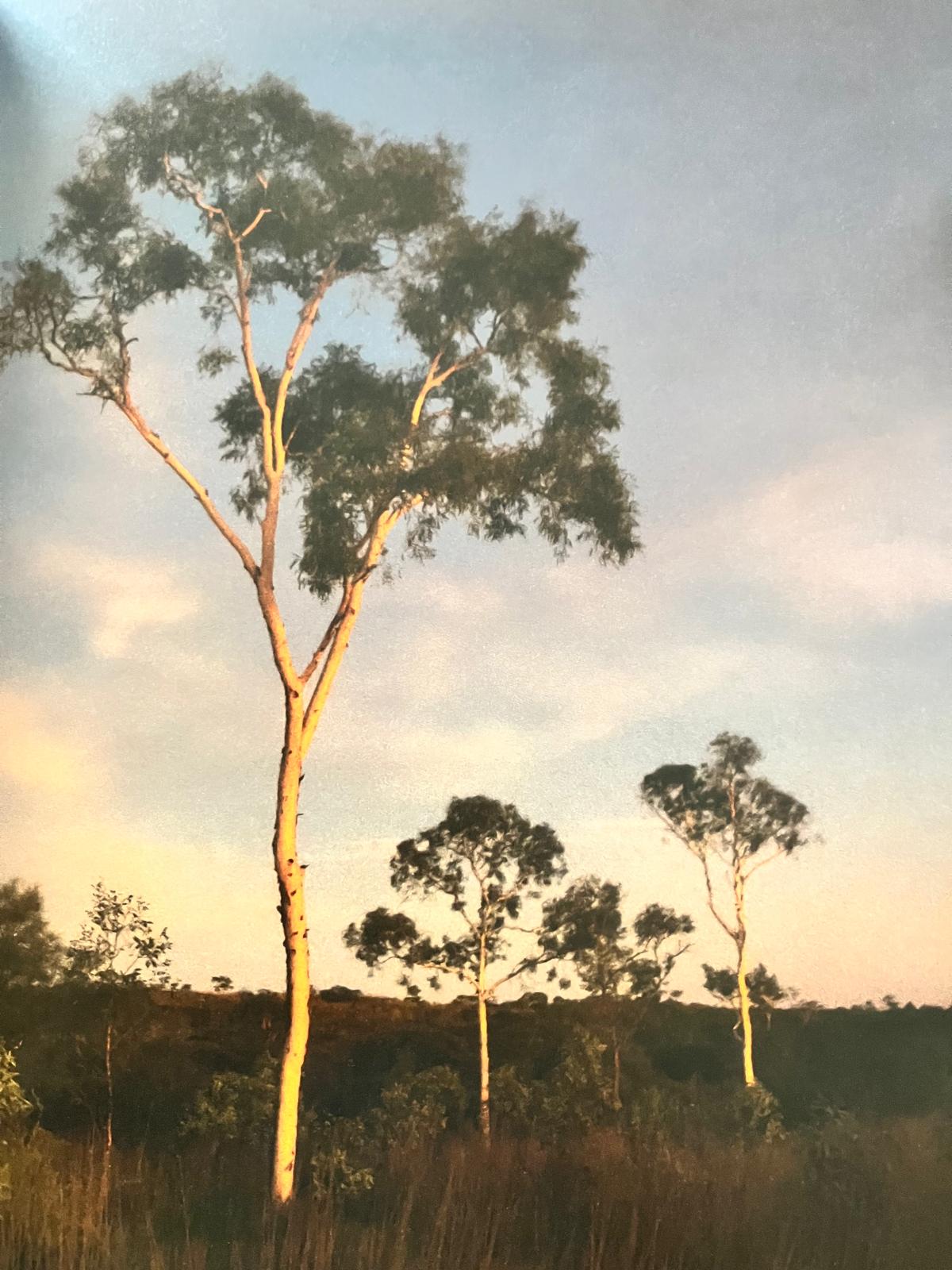 Photograph of a landscape with the horizon line about a quarter up the page. There is a blue sky with white clouds. Grass and scrub are in the foreground with two small trees coming half way up the image on the right half and a large tree with a thin golden trunk and a few sparse branches and tufts of green leaves almost as tall as the whole image.
